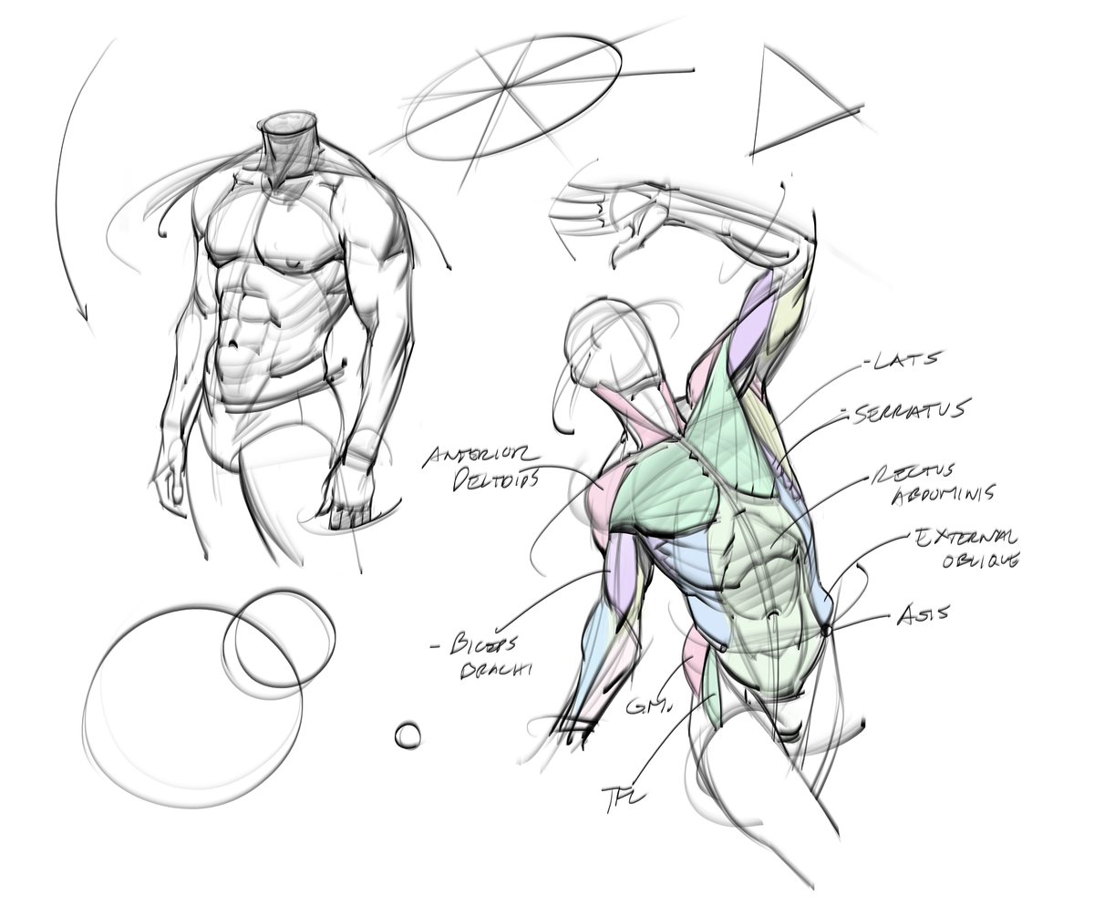 Torso sketches! #anatomy #gesturedrawing #humananatomy #figuredrawing #maletorso #torso #abas #back #arms #lineart #art #drawing #sketching #doodles #gottogetbetter
