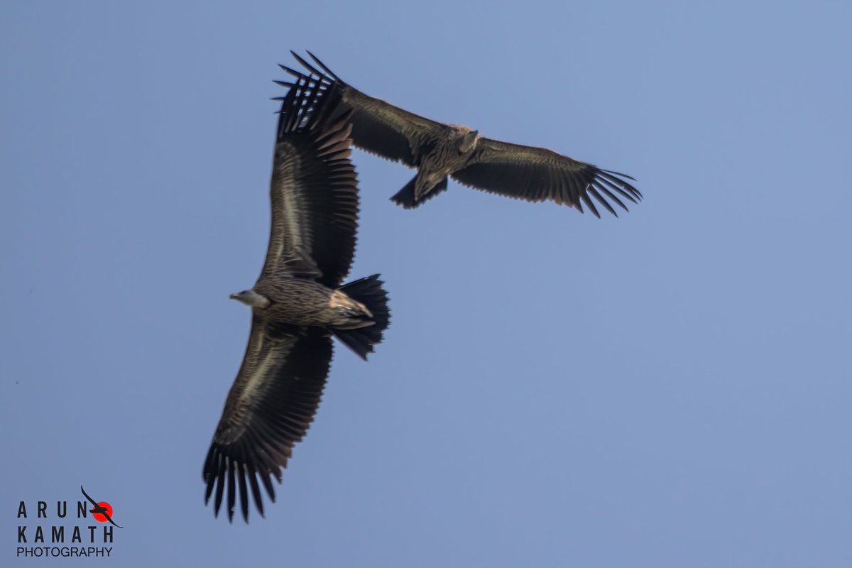 When you get the fly past by the two large Himalayan Vultures from himalayan foothills. Can you see the alphabet formation 😁 #IndiAves #TwitterNatureCommunity #BirdsOfTwitter #birds
