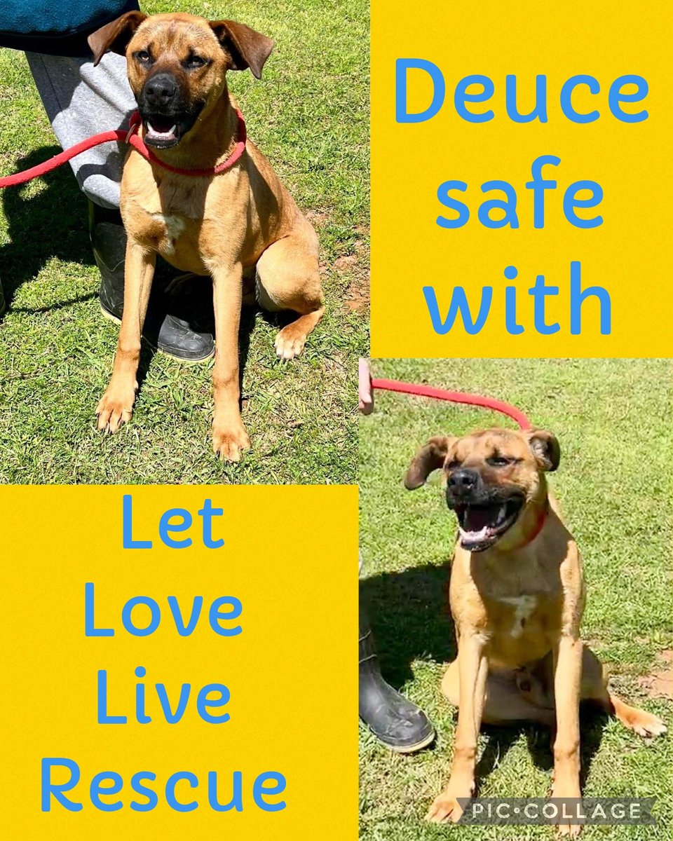 Deuce safe Let Love Live Rescue paypal.com/fundraiser/cha… Paypal/ Venmo from this link below Linktr.ee/letlovelive Last 4 digits for venmo 3587 PayPal: donate@letloveliveus.org Let Love Live 143 County Road 3445 Cookville, TX 75558 twitter.com/carawil1788819…