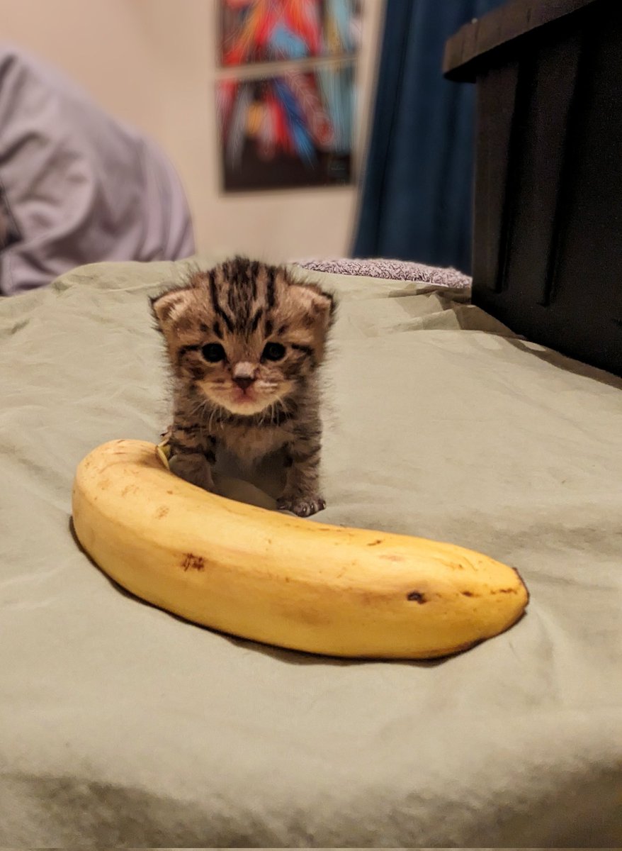 Been going through some shit lately, and out of nowhere I found my familiar. Or should I say, he found me? ❤️ #rescuekitty #Chewie #bananaforscale