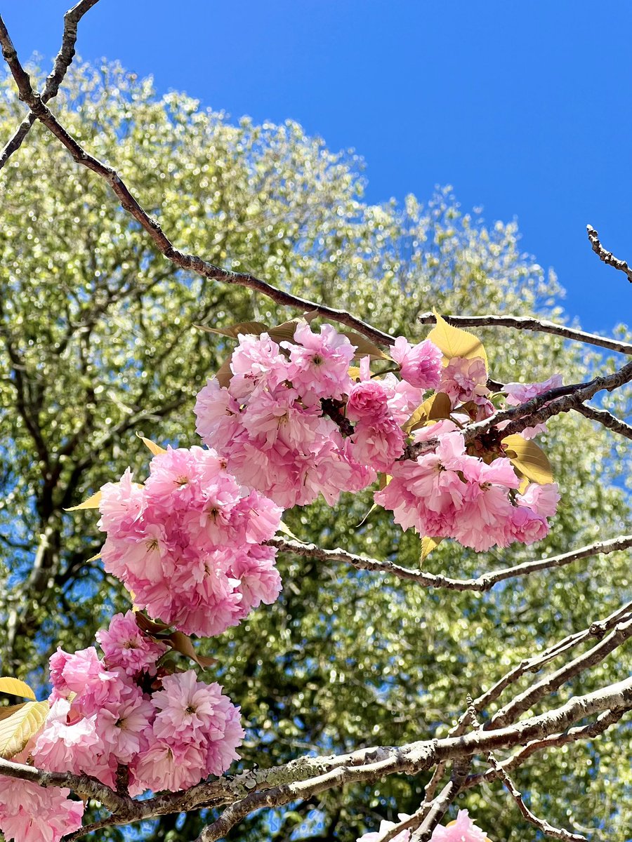 KashimaShrine's tweet photo. 境内の八重桜がもうすぐ満開です☺️ https://t.co/54HjCUY114