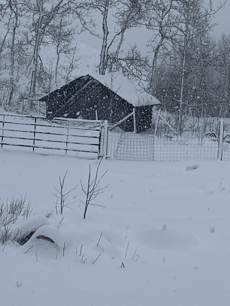 LynneWalker14's tweet photo. @WildPriestess_ April in Alberta https://t.co/IbOuJpfPSj