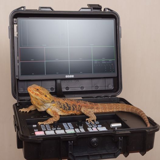 📷One very smart lizard named Timothy and #OseeGoStreamKit 📷Will it be a good assistant? 📷by @ignatsolovey . . #oseetech #livestream #livestreaming #videocreator #youtuber #contentcreator #multicamera #hdmiswitcher #hdmimixer #livestreamingsetup #streamer #GoStreamDeckKit