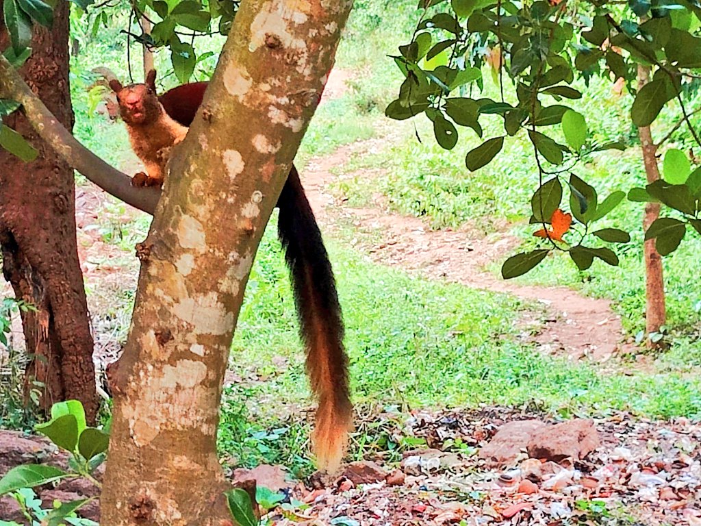 Pata-Musa, Ganjam, Odisha.
(Indian Giant Squirrel).