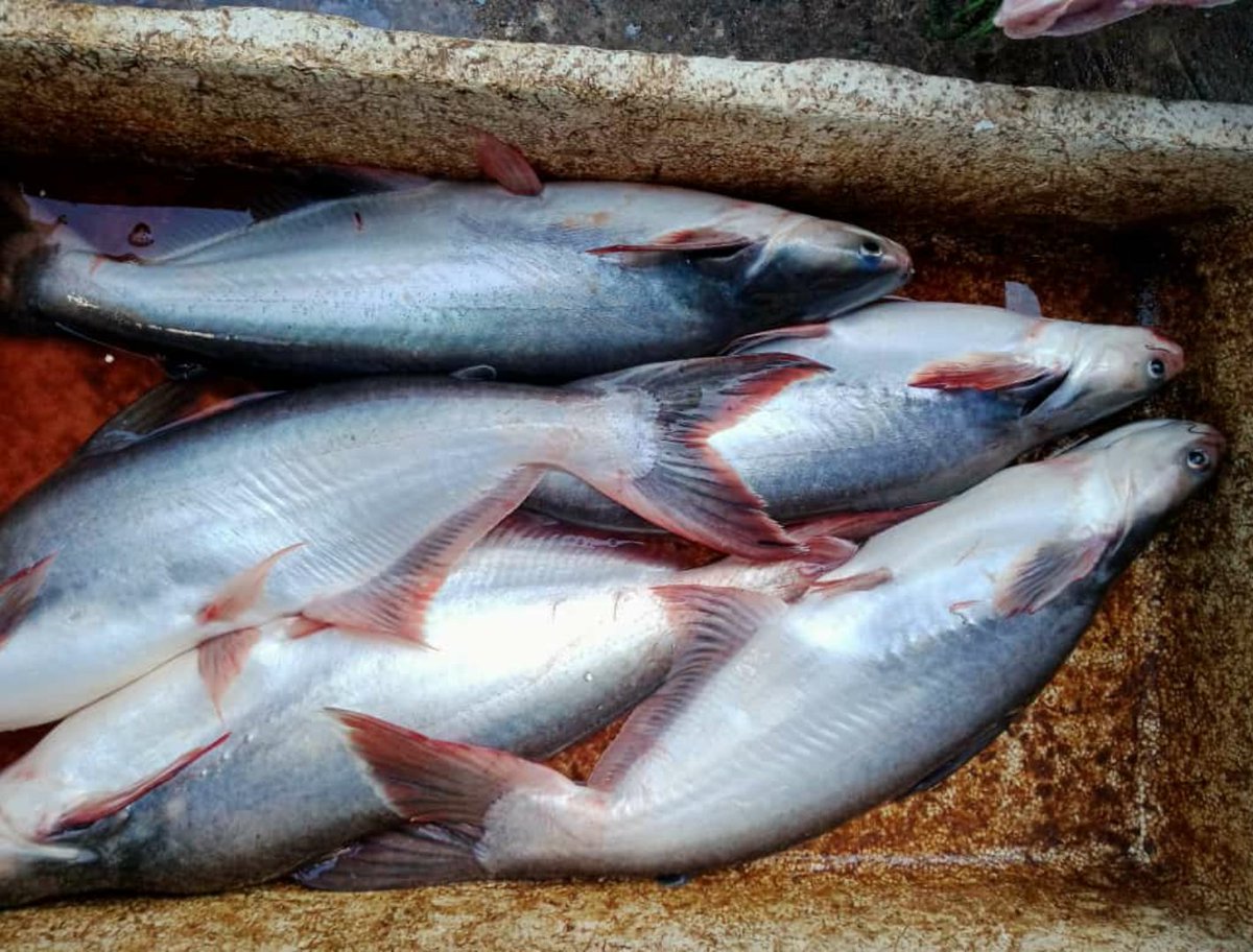 Maidi_Humaidi's tweet photo. Kamis (25/04), M. Humaidi, Luhkan Kota Banjarmasin, di POKDAKAN Tanjung Pagar 5, Kel. Tanjung Pagar, Panen Patin, Teknologi Sederhana, Sebanyak 50 kg, Luas Kolam 50 m², Bobot Ikan ± 2 kg, Harga Rp. 20.000/kg
@bppsdm_kp @bppsdm_bp3bwi
#GiatLuhkanSatminkalBWI
#KtBjrmasin #Panen https://t.co/XNTf1AVSjx