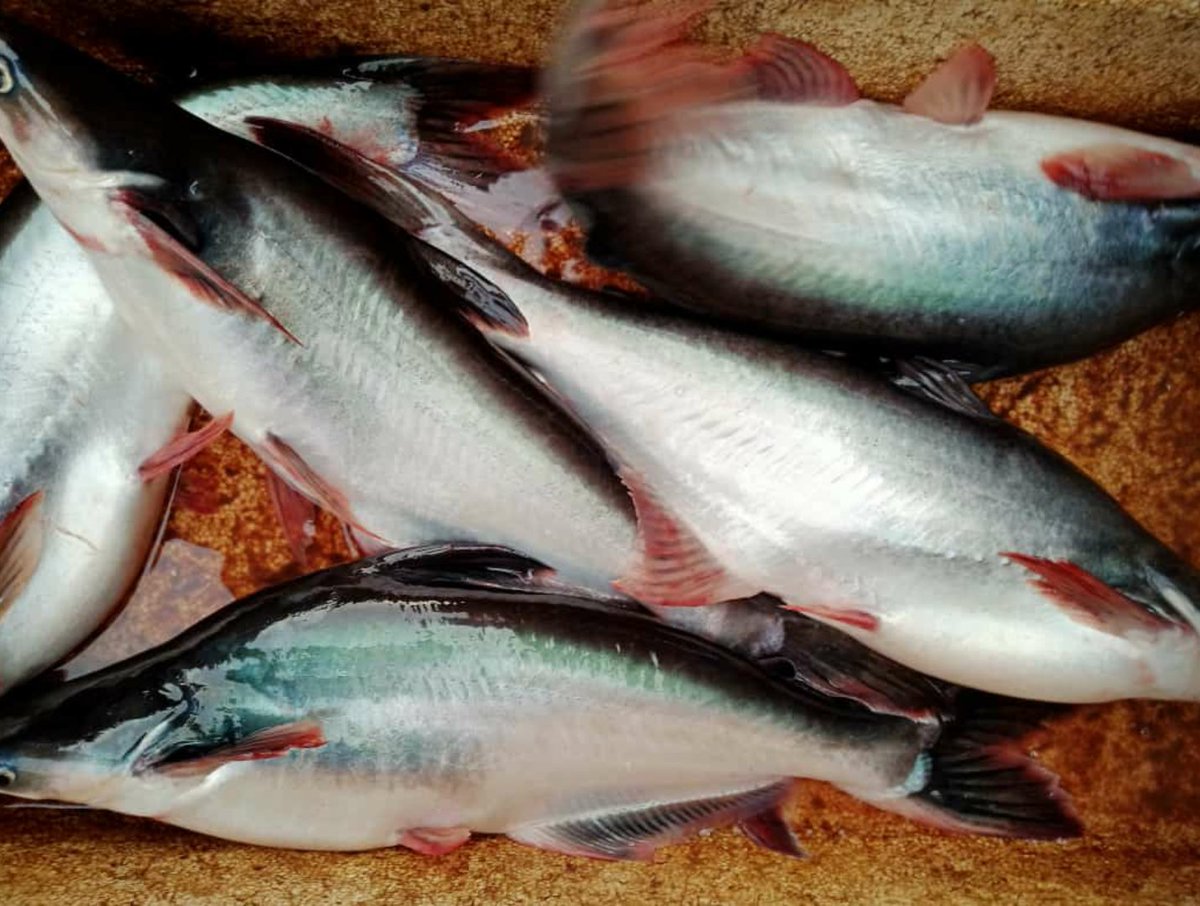 Maidi_Humaidi's tweet photo. Kamis (25/04), M. Humaidi, Luhkan Kota Banjarmasin, di POKDAKAN Tanjung Pagar 5, Kel. Tanjung Pagar, Panen Patin, Teknologi Sederhana, Sebanyak 50 kg, Luas Kolam 50 m², Bobot Ikan ± 2 kg, Harga Rp. 20.000/kg
@bppsdm_kp @bppsdm_bp3bwi
#GiatLuhkanSatminkalBWI
#KtBjrmasin #Panen https://t.co/XNTf1AVSjx