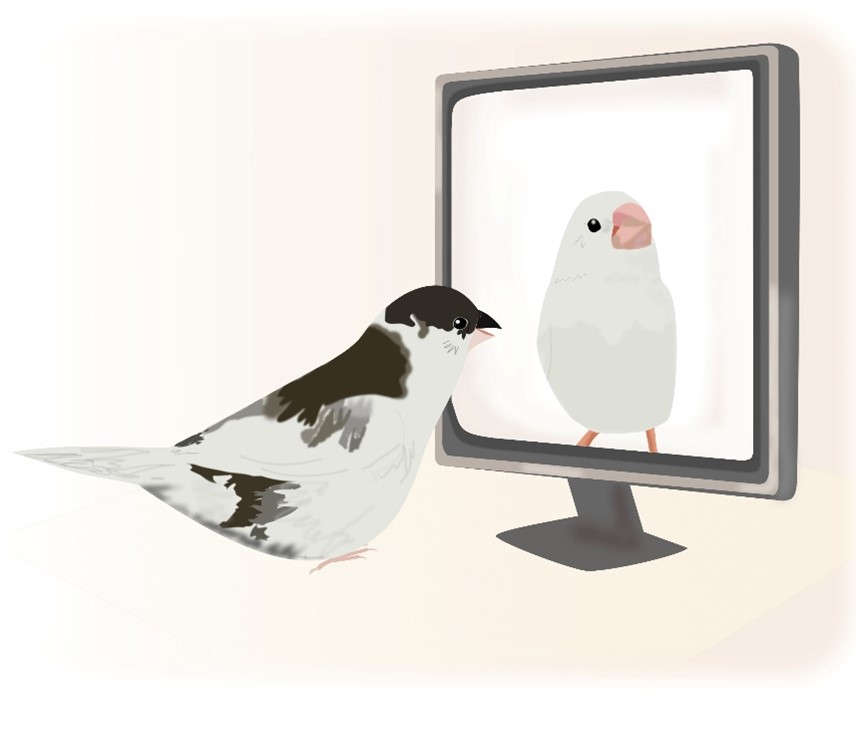 【プレスリリース】小鳥はさえずりの内容を目的に応じて柔軟に変えられる　さえずり中の音をテキスト化するプログラム開発によって判明
#ジュウシマツ #さえずり #コミュニケーション 
lifesci.tohoku.ac.jp/date/detail---…