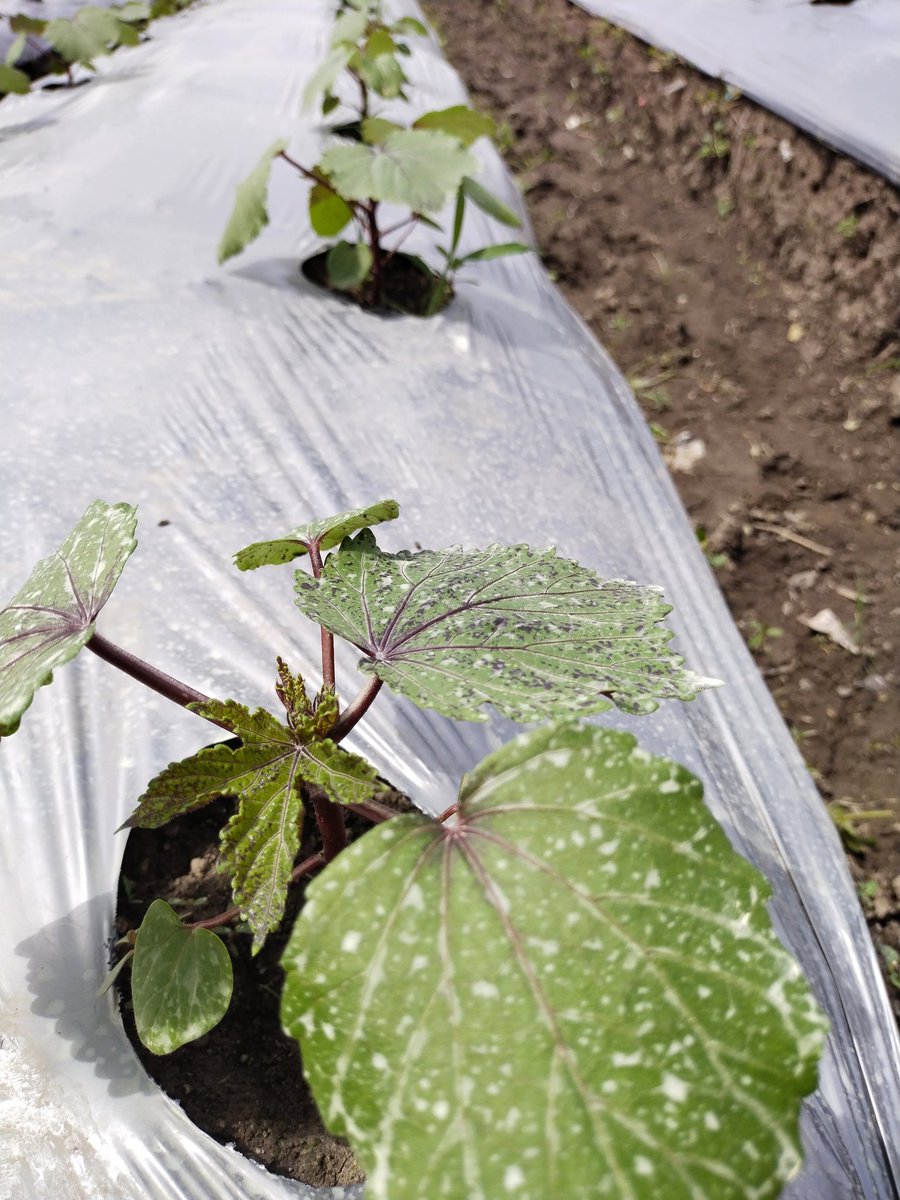 Okra (Abelmoschus esculentus Moench) 

Siapkan Munsell Color Charts for Plant Tissues; Pedoman Karakterisasi dari PPVTP, AVRDC, UPOV. 

#PlantGenetics 
#PlantBreeding 
#SeedScienceandTechnology 
#PlantBreedingandBiotechnology