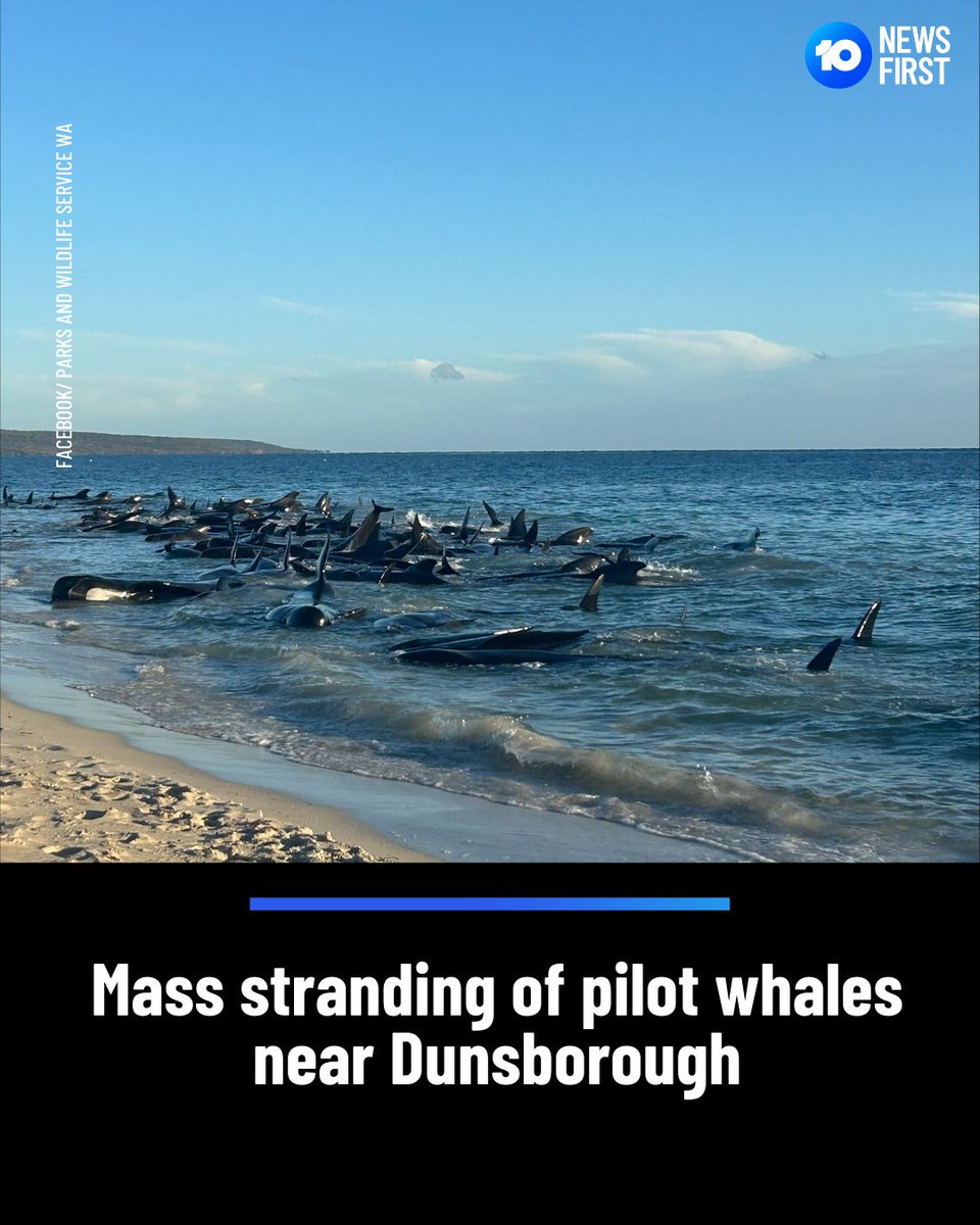 #Breaking: Wildlife authorites have been deployed to assist a mass stranding of pilot whales in WA's South West. WA's Parks and Wildlife Service say between 50 and 100 pilot whales are beached at Toby's Inlet near Dunsborough. Authorities are asking the public to keep their…