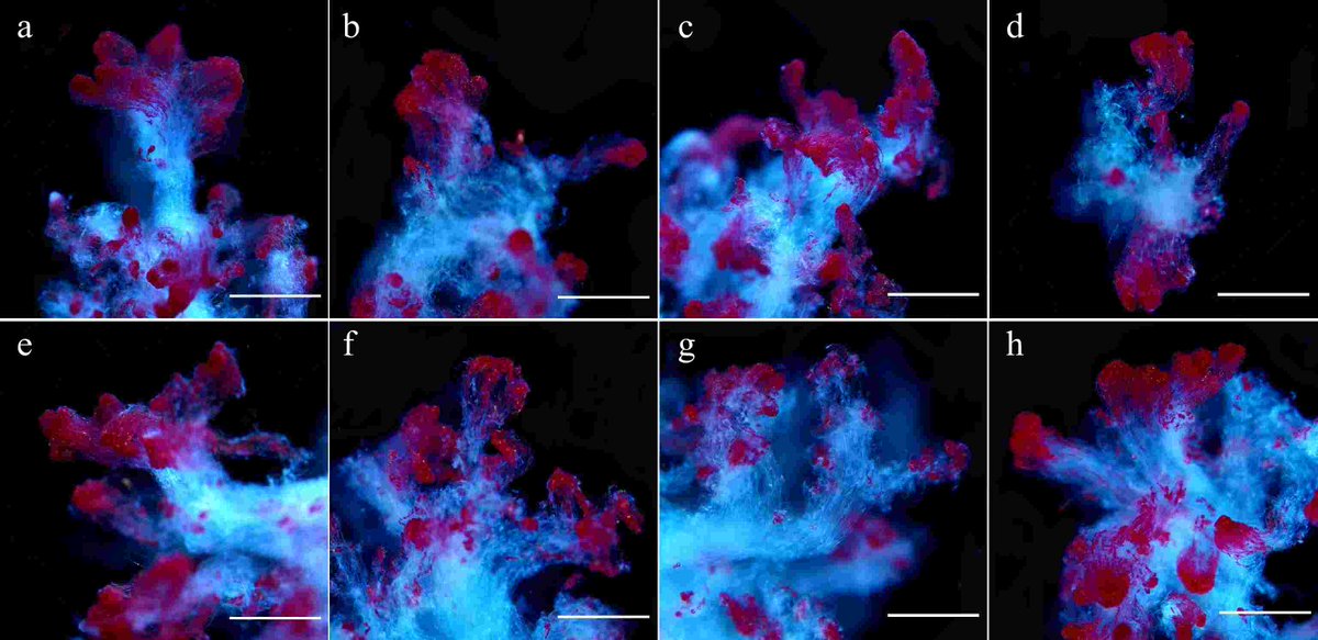 DNA methylation influences somatic embryo (SE) development in Picea glauca. 5-aza-dC alters methylation patterns positively, impacting SE development, with implications for conifer embryogenesis regulation. #Epigenetics #PlantSci
Details: maxapress.com/article/doi/10…