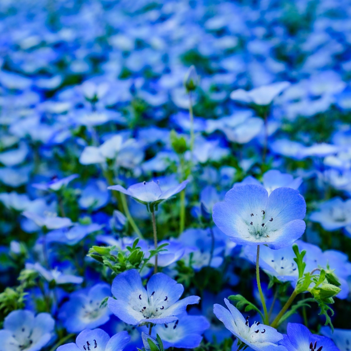 新品定価3万円 ふわふわお花モチーフ 艶めくネイビーバレエフラット main_48689.jpg?version=