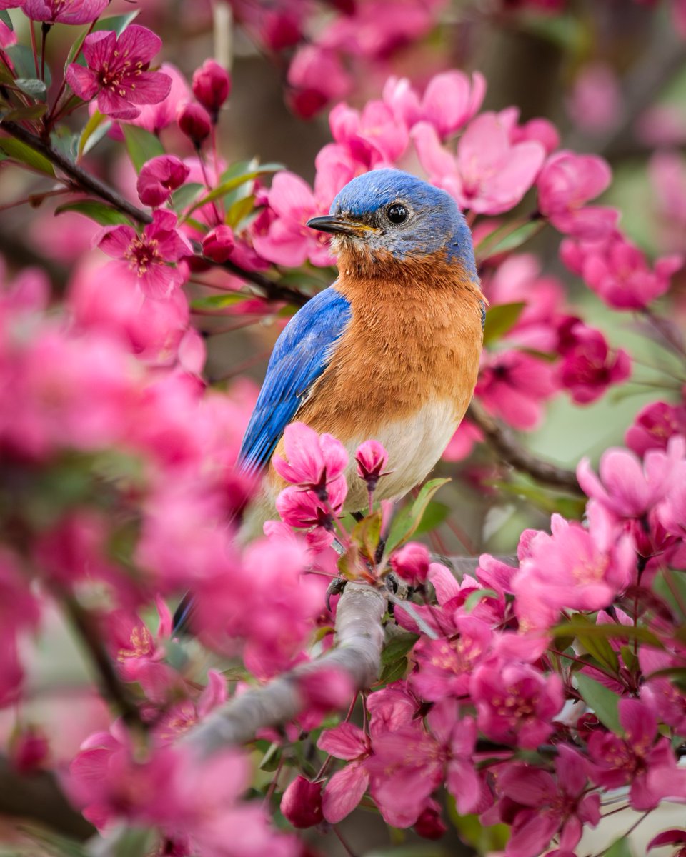 My little Crabapple Tree is blooming beautifully!

Eastern Bluebird in a Prairifire Crabapple Tree photographed with a Canon 5D Mark IV & 100-400mm f/4.5-5.6L lens +1.4x III extender. 

#birdwatching #birdphotography #wildlife #easternbluebird #crabappletree #teamcanon #canonusa