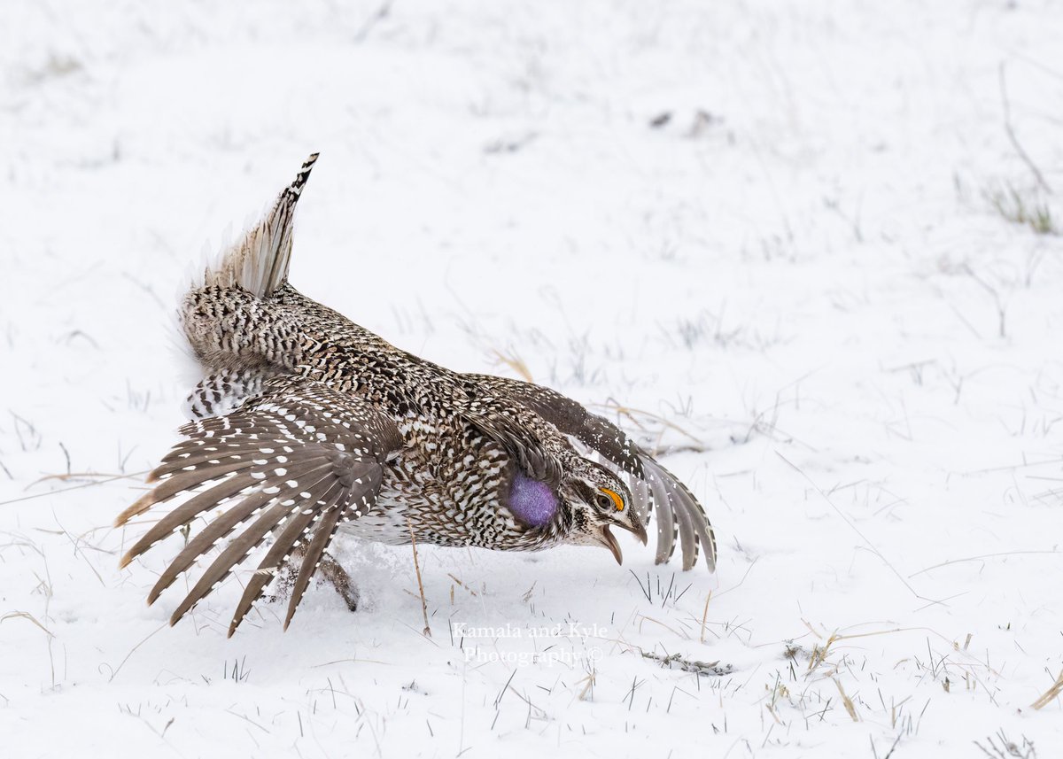 KamalaKyle's tweet photo. One more Sharp-tailed Grouse in the snow...The dance!
#sharptailedgrouse #sharptailgrouse #sharptail #tympanuchusphasianellus #prairiegrouse #firegrouse #prairiechicken #lek #lekking #epicwildlife #actionphotography #reallywild #wildwildlife #albertabirds #albertabirding #alberta https://t.co/Cdkb7wCvim