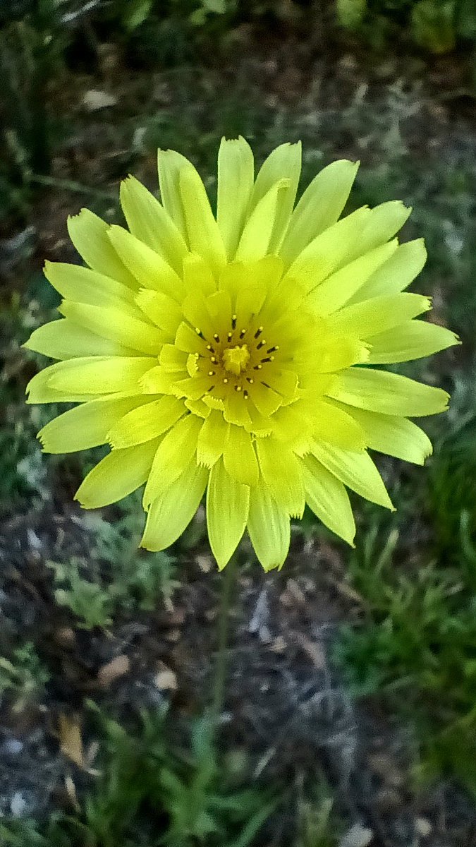 Sitting out in front of the house this morning I spotted this pretty Wildflower.