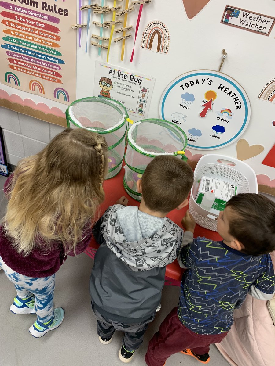 MPreschoolers's tweet photo. We love learning all about the butterfly lifecycle and watching our caterpillars grow and change! 🐛🦋💚 #littlezeps #gozeps #preschool #insects #butterflies https://t.co/ceVnQ4ti1s