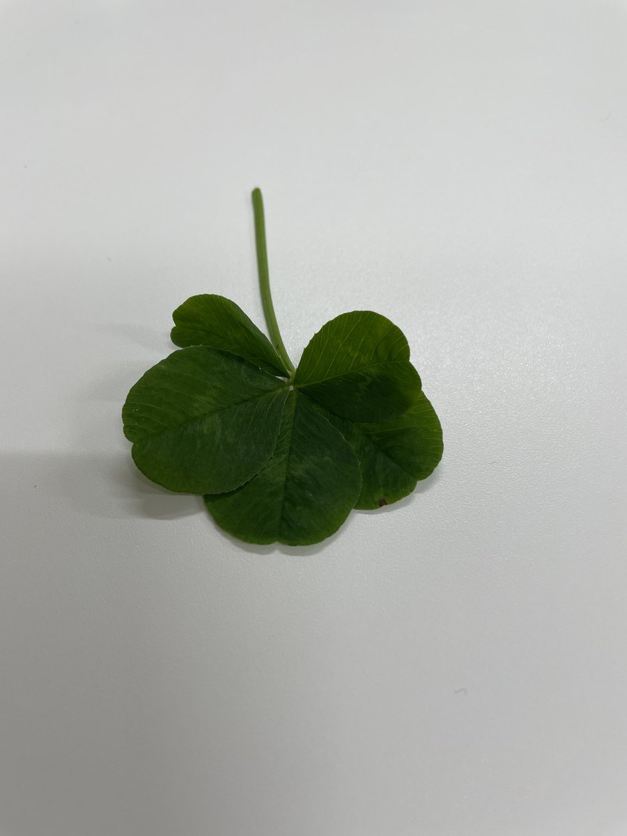 n06DmdlSBCotZ67's tweet image. 5枚葉見っけた
#はっぱ
#春
#植物
