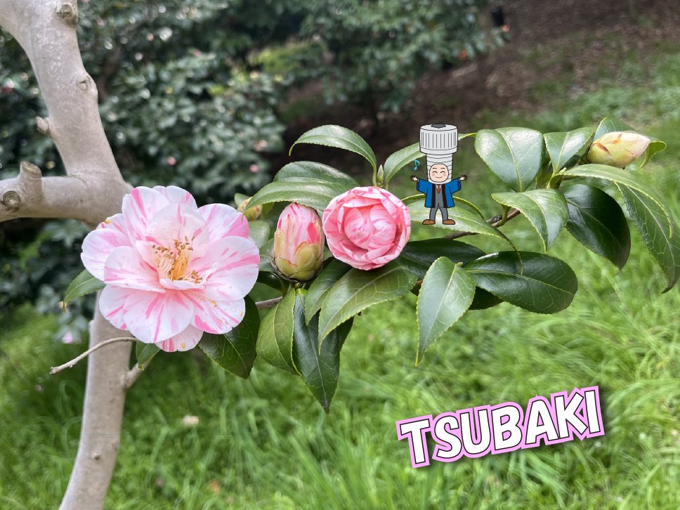 jis_screw's tweet photo. It's getting warmer in Japan, and many kinds of flowers are blooming beautifully.
This's camellia which called "Tsubaki" in Japanese❁

#Camellia #Tsubaki #Flower #Spring #fastener #neji #screw #Osaka #Japan #sunco #distributor #japanproducts #jis #metric #bolt #nut #washer #cap https://t.co/uAcuJlobdi