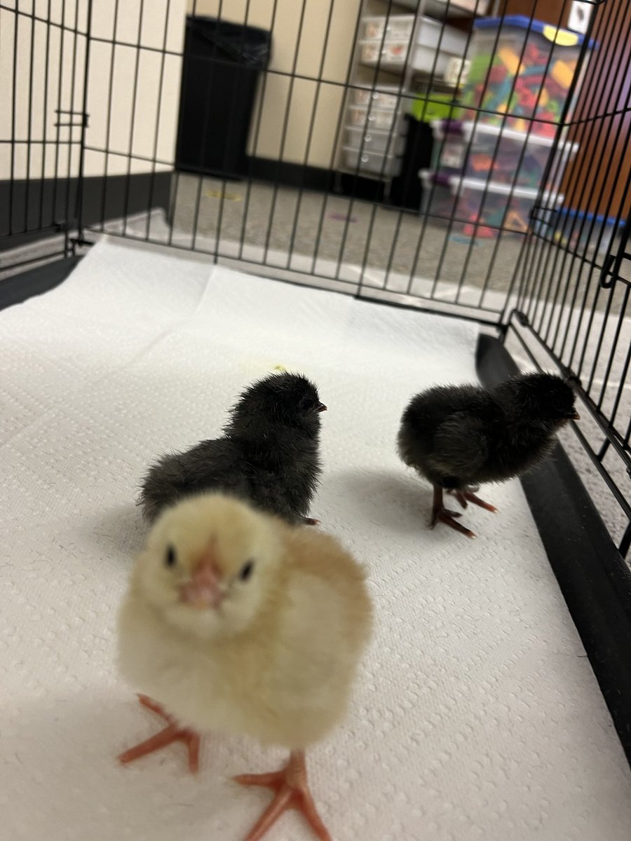 We’ve been learning about the life cycle of a chicken. The kids were so excited to come in to some sweet little chicks this morning! We’ve been patiently waiting for our eggs to hatch all month! <a href="/HumbleISD_ASE/">Atascocita Springs</a> <a href="/RRobinson_ASE/">Rachel Robinson</a> <a href="/AmandaPrice001/">Amanda Price</a> <a href="/KLAfyounizadeh/">Katie Afyounizadeh</a>