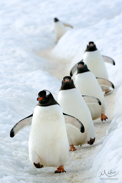 今日は #世界ペンギンの日！「PENGUIN POST」創刊号に掲載いただいた、ジェンツーペンギンのペンギンハイウェイです。2013年に南極半島で撮影しました。昨年10年ぶりに再訪しましたが、雨が多くなり環境の変化を感じました。ペンギン達の元気な姿がいつまでも見られますように…🐧
#WorldPenguinDay