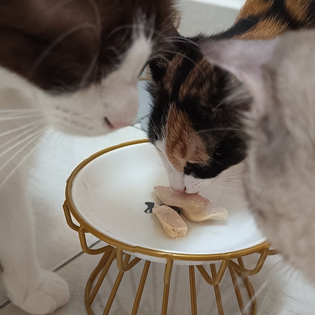 Makanan kucing &amp; anjing pun ada RTE 🤭

• Ready to eat, tear the sachet open &amp; get ready to feast!
• 4 individual sachets in a box, 20g/serving
• Baked at low temperatures to minimize browning and prioritize nutrient retention
• Buffalo tenderloin and chicken breast fillet