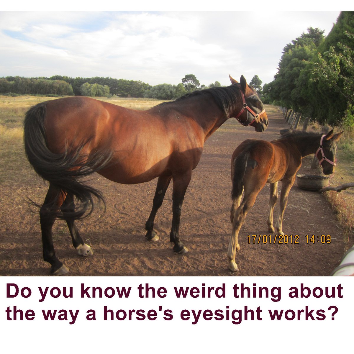 Horses see in a strange way. The details are at FreeSpeedReads.com/horses-vision (#vision, #eyesight, #horse, #equine, #equestrian, #zoology, #biology, #animalStudies, #farmAnimals, #petHorse, #horesback)