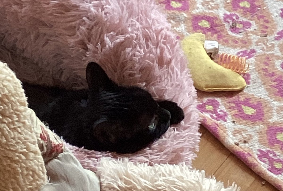 Robin2020Rockin's tweet photo. Iβm not looking mom π«£π«£πΏπΎπΎ cat trying to sleep here nothing to see just move along thatβs right I said keep walking skin wearer πΉπΉπββ¬ #goodnight #ImNotLooking #AnimalLovers #CatsOnX #DogsOnX #BeKind #PrayForPeace love you all so much π»πππ½πββ¬β₯οΈ https://t.co/CTVztZJ9AD