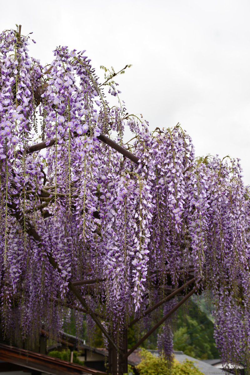 📍妻籠宿

藤の花が見頃を迎えております✨

本日、南木曽町博物館は休館日です。
休館日: 第2・4木曜日
※本陣は平日休館

#南木曽町　#妻籠宿　#藤