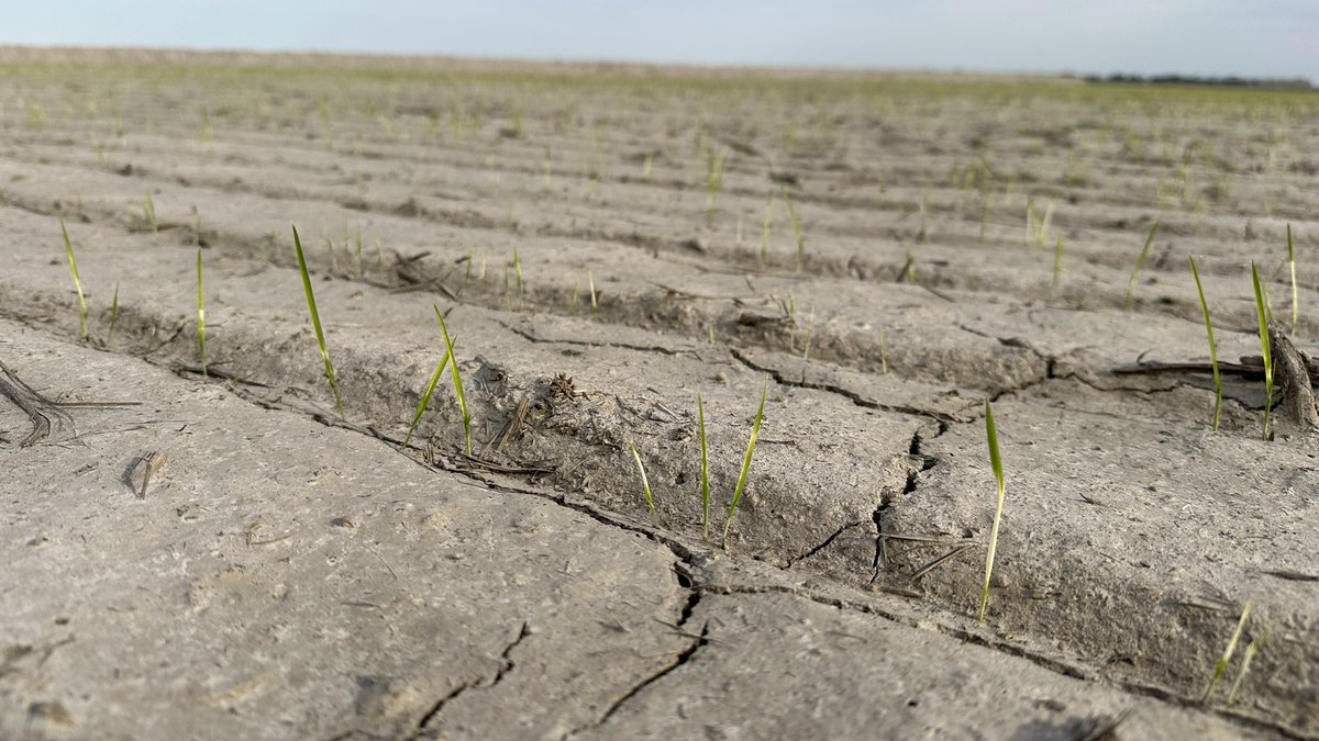Plenty of rice out there looking puny and pale. Recent cool days / frost, high winds, dry air making it rough for young rice. Need some rain and warm temps. Extra fert or other products aren’t the cure. Rain &amp; warm temps on the way, but sun &amp; slow winds may be a while.
#ARrice