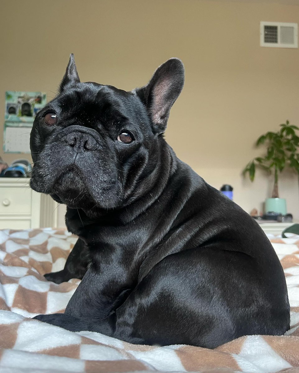 What’s my better side? 🥐 |
  
#frenchie #frenchbulldog #bulldog #sleepypuppy