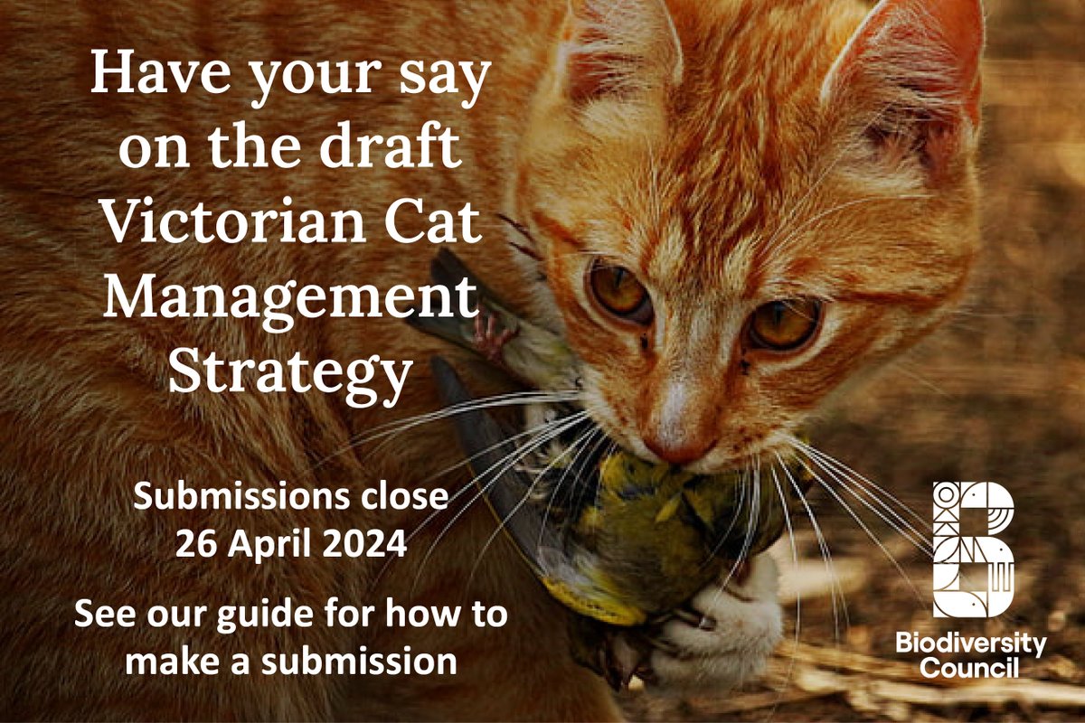 Submissions close tomorrow on Victoria's first statewide cat management strategy. While establishing a plan is welcome news, the draft has a strong focus on pet cat management and downplays the impact feral cats have on the environment. Follow our easy step-by-step guide and…
