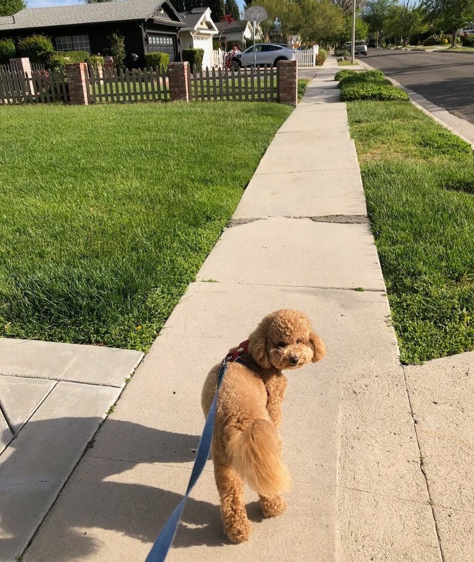 Out for my evening walk ❤️ I was annoyed that I had to turn around once again for the usual photo 🙄 #dogsofx #dogsofx #goldendoodle