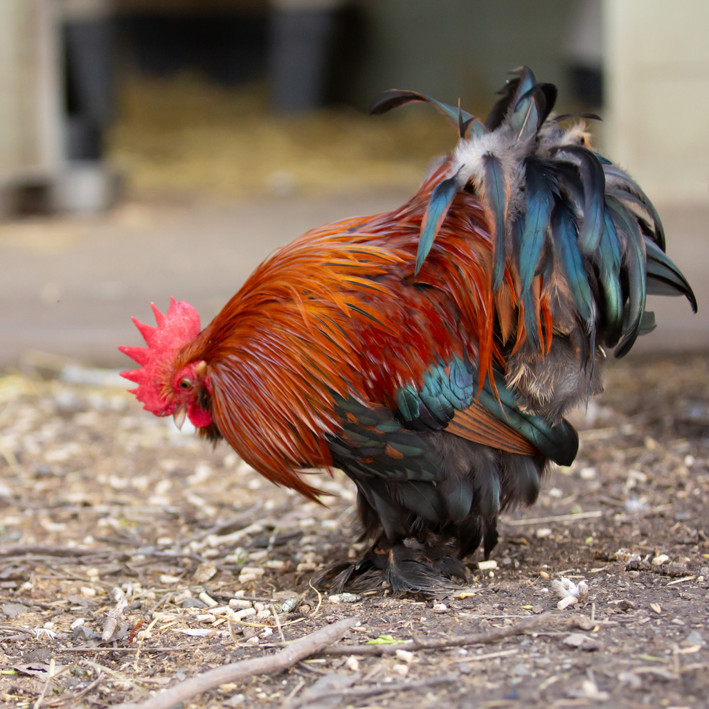 HELPING ANIMALS OF THE GOLD COAST FIND HOMES!
Batman is a handsome bantam rooster looking for a home.
He has been waiting 21 days for a new home and his
adoption fee is $10.00.
@AWLQ 
#helpinganimals #farmanimals #GoldCoast #foreverhomes #featheredfriends #Batman #handsome