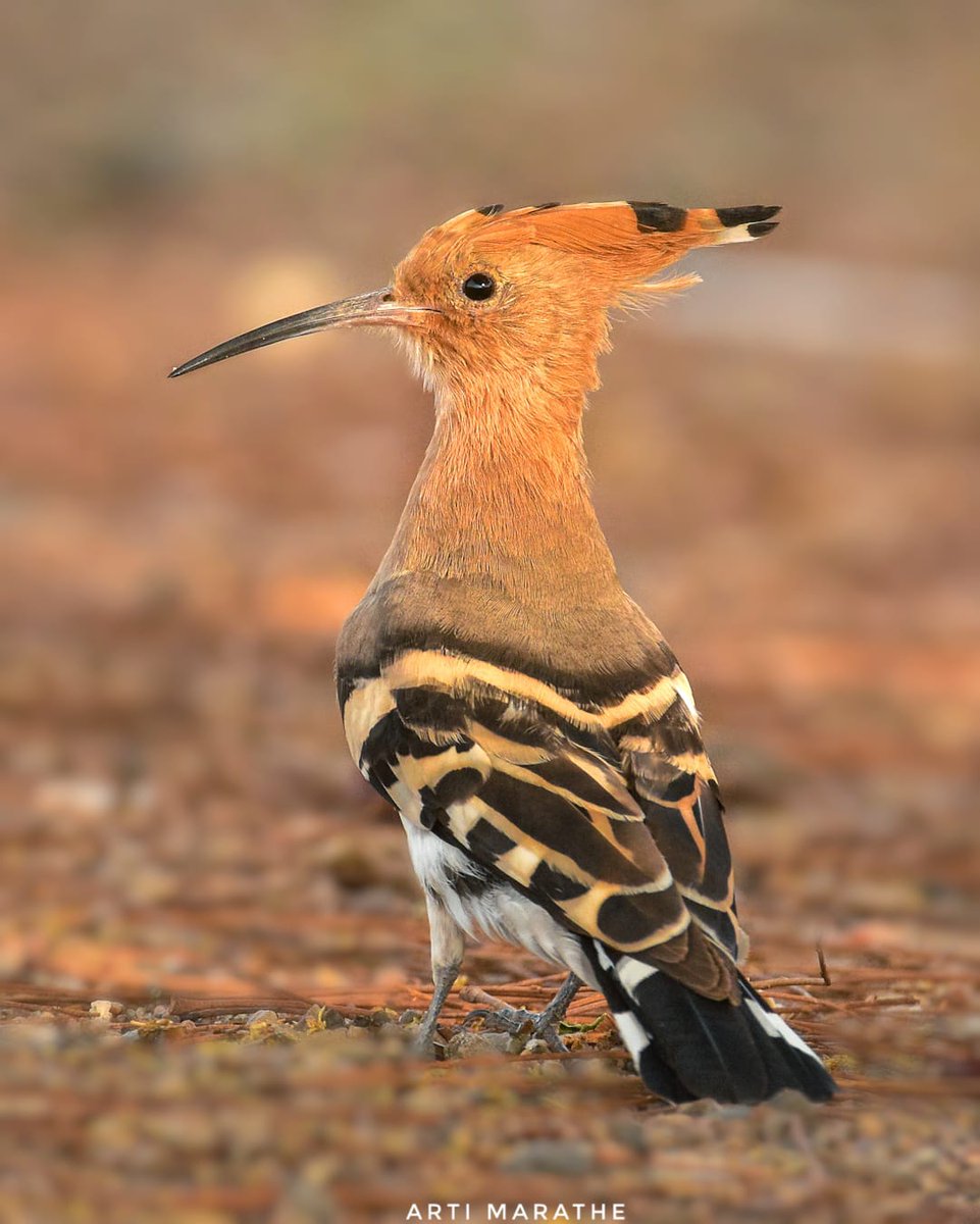 Eurasian Hoopoe #indiaves #ThePhotoHour #BBCWildlifePOTD #natgeoindia #nikon #birdphotography #birdwatching #nature #wildlife #photography #birds