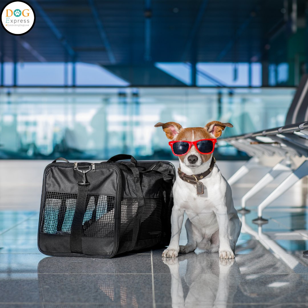 Travel mode on 🐾

#Dogexpress #Celebratingdoglove #Doglovers #Dogowners #lovemydog #doglove #doglife🐾 #dogtravel #dogtraveller #traveladdict #travellife #cutedogs #dogsmile #lovemydog #doginocent #dogsofinsta #petstagram #dogstagram #dogsofinstagram