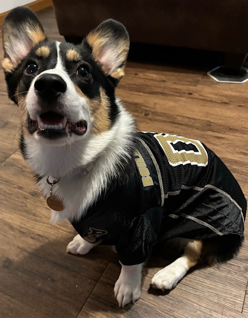 Our furry Boilermakers love #PurdueDayofGiving too! #PurdueStudentLife