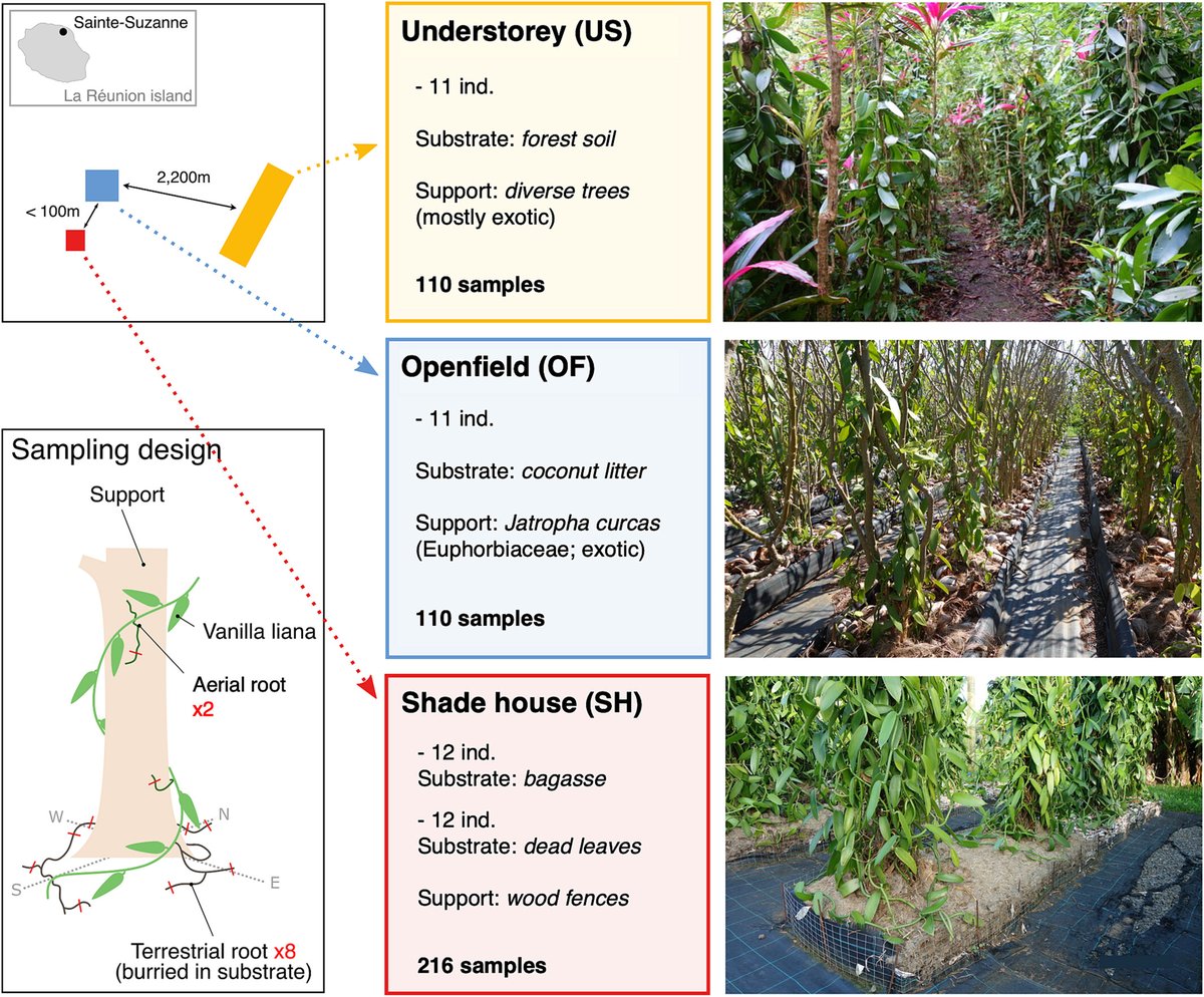 #Mycorrhizal communities of #Vanilla planifolia in an introduction area (La Réunion) under varying #cultivation practices @MartosFlorent @PetrolliR, et al. 📖 ow.ly/uBwB50Rnayq Societal impact statement also available in 🇫🇷 #NewIssue @wileyfoodsci @wileyplantsci