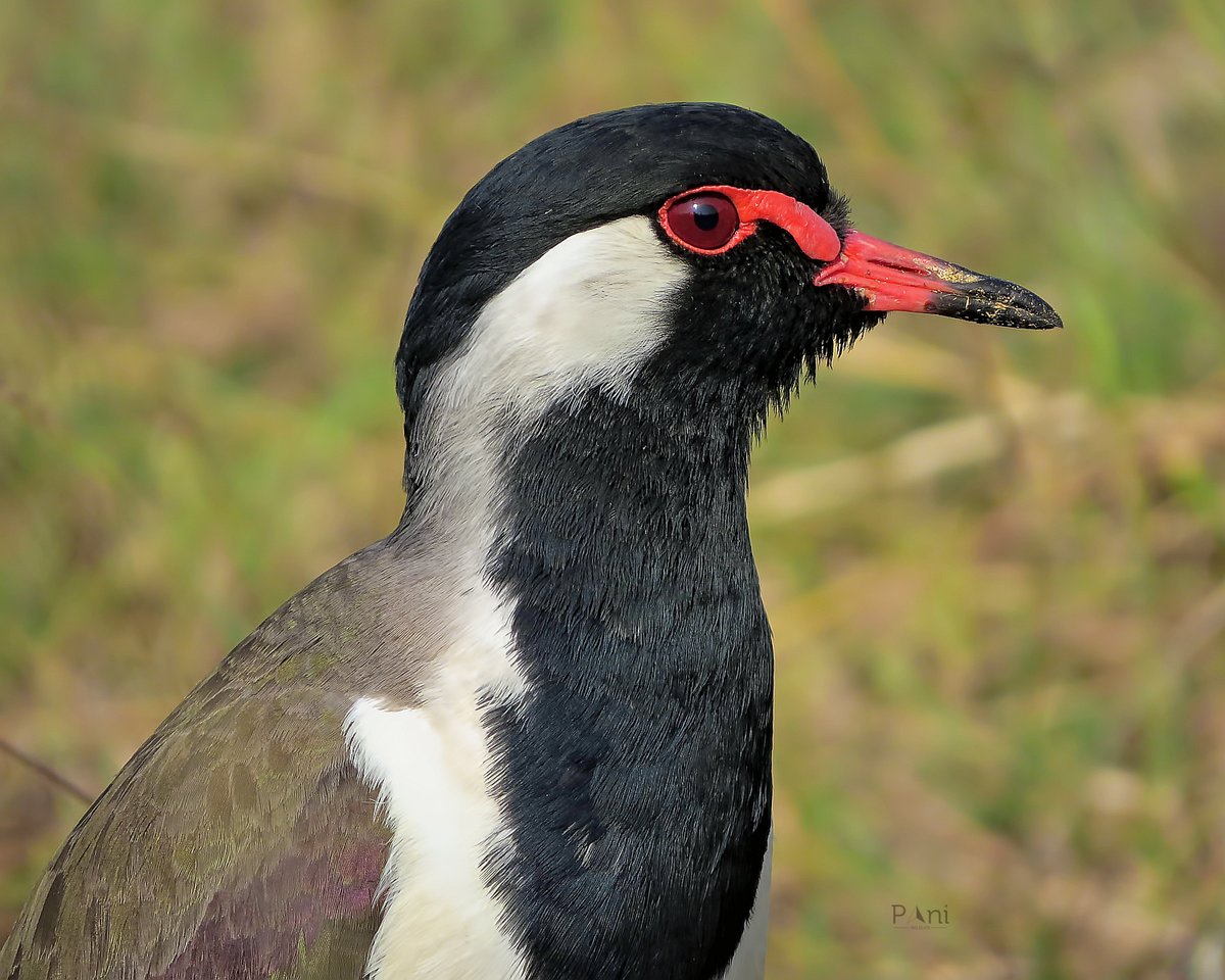 paneendraba's tweet photo. Red Wattled Lapwing
Males perform courtship displays involving puffing feathers, pointing their beak upwards, and shuffling around the female.
@IndiAves @Avibase
#redwattledlapwing #lapwing #birdphotography #birdsofindia #naturephotography #amazingbirds #birdlife https://t.co/vWZijTHtMn