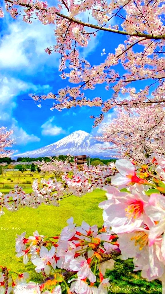 Mount Fuji with cherry blossom 🌸🌼