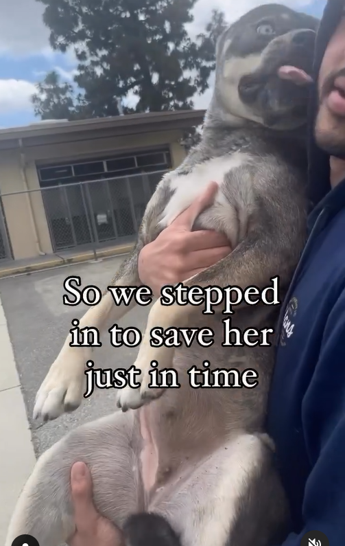 🤗🐾🤗POOH BEAR was rescued from Downey CA ACC by letsrescuedogs.net 🥳🎉💙🎉🥳 Thank you so much to the foster who stepped up yesterday & filled out the application (see thread) Thank you Village for so much sharing & caring🙏 #A5611840