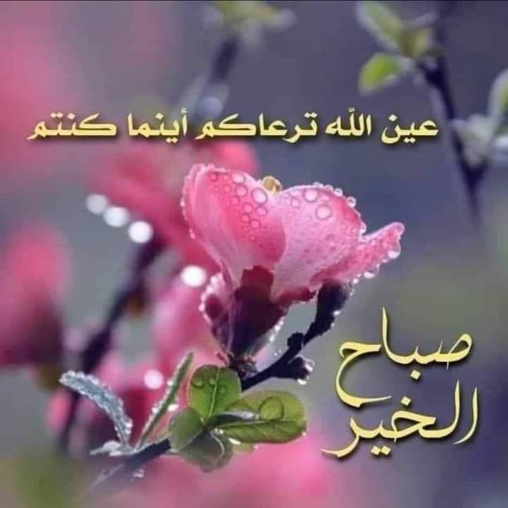 NouredineSayed's tweet photo. 🌅#خير_الكلام

💎✨قالَ الإمام أمير المؤمنين علي (عليه السلام):

«ثلاث من حافظ عليها سعد:
إذا ظهرت عليك نعمة فأحمد الله،
وإذا أبطأ عنك الرزق فاستغفر الله،
وإذا أصابتك شدة فأكثر من قول: 
 «لا حول ولا قوة إلا بالله»

📚تحف العقول، إبن شعبة الحراني، ص ٢١٨ 
🔮✨ #صباح_أهل_الرضا https://t.co/fYHrwxnQZB
