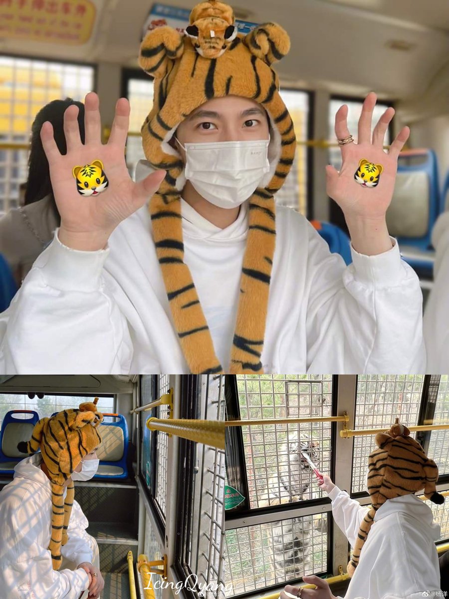 #YangYang杨洋 takes a breather and find himself with tigers. 'It's the dryer of the tiger, it's the thrill of the fight... And he's watching us all with the eye of the tiger' but this #cutiepie looks more like a #whatsuppussycat .