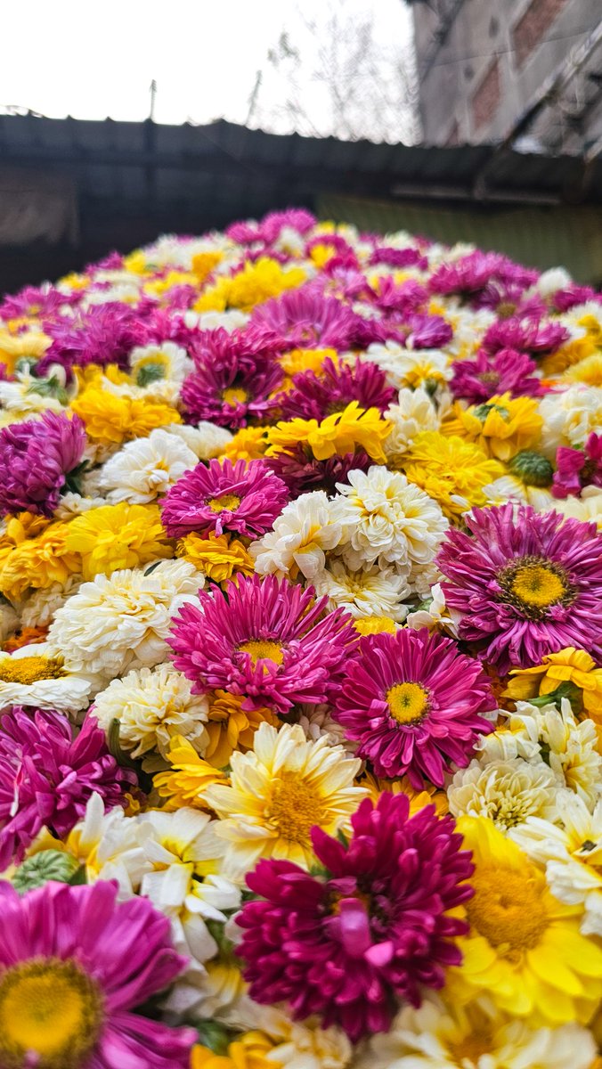 A mountain of colour and freshness for a terrific Thursday 
#goodmorning 

#theme_pic_India_flowers 
#clickforIndia