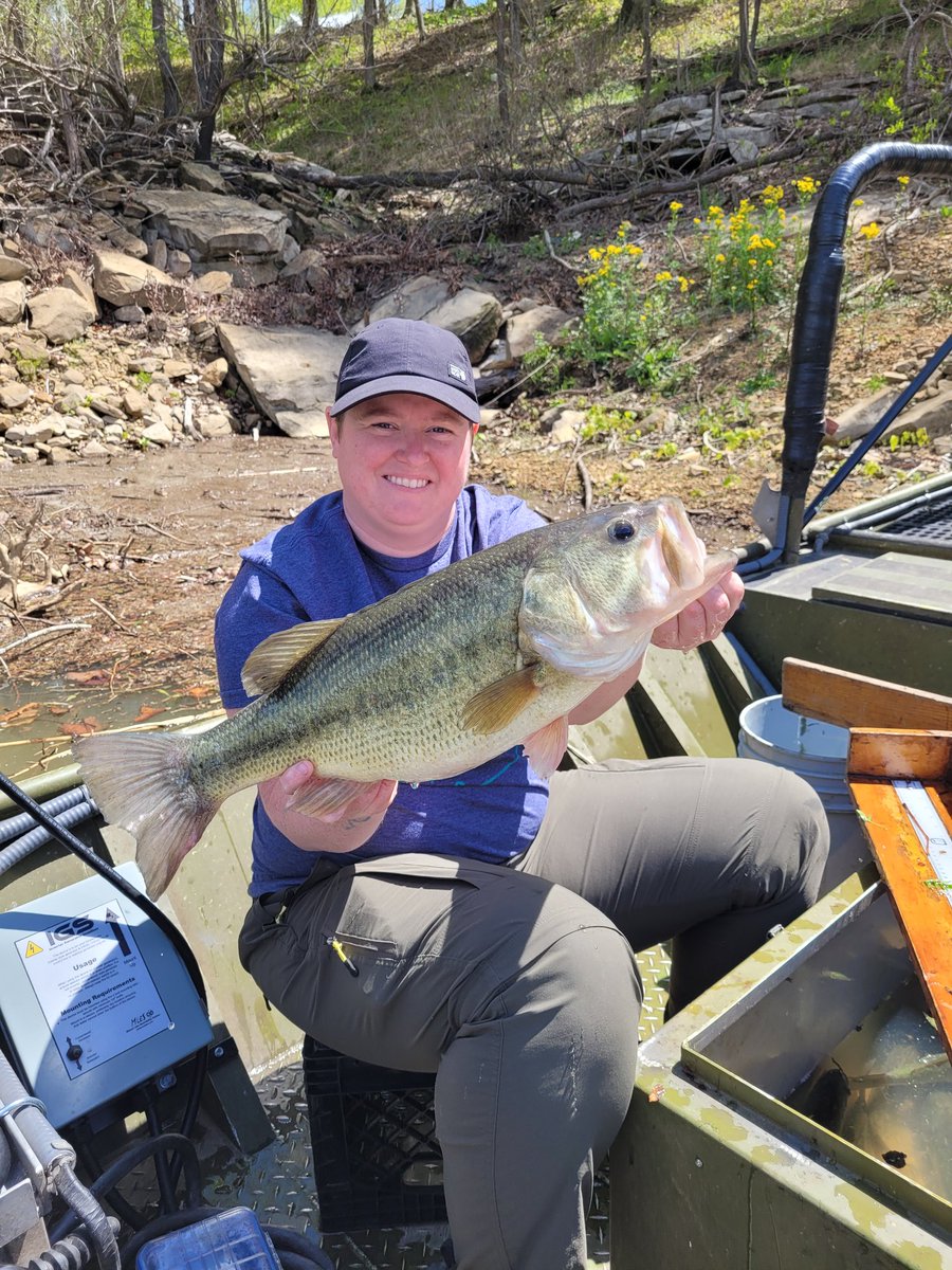 #RoughRiverLake update! The majority of Largemouth Bass on the main lake have spawned and moved offshore. Still a few trying to spawn in the tribs, but definitely on the back side of the spawn! Water temps 66-69F.