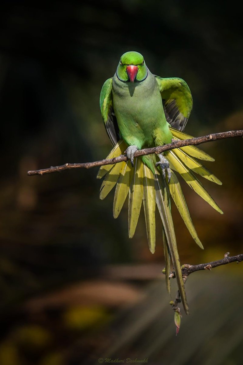 MadhuriXD2000's tweet photo. @kirola_hemant Rose Ringed Parakeets
#WindowShot
#IndiAves #ThePhotoHour #TheFreshnessGreen https://t.co/iGKhuMkCoz