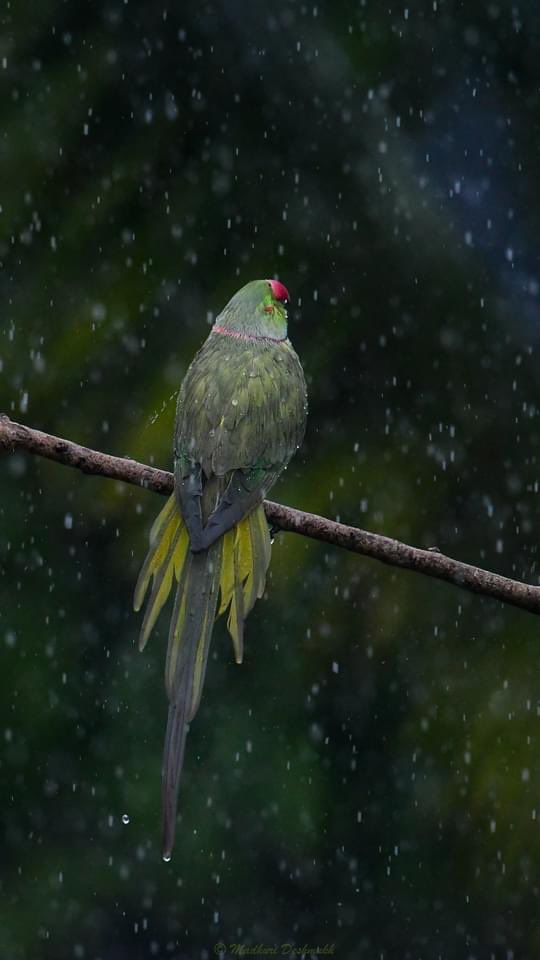 MadhuriXD2000's tweet photo. @kirola_hemant Rose Ringed Parakeets
#WindowShot
#IndiAves #ThePhotoHour #TheFreshnessGreen https://t.co/iGKhuMkCoz
