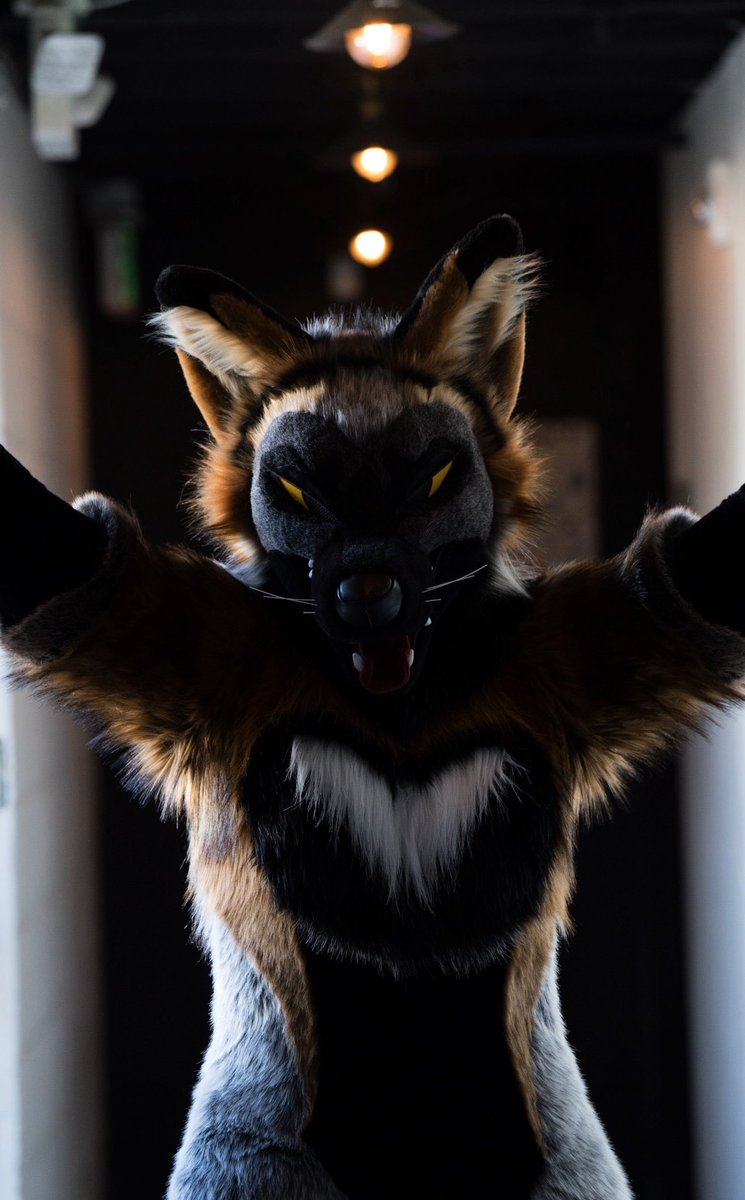 Trouble has a new, but familiar face 😈 📸: @KooperShiba