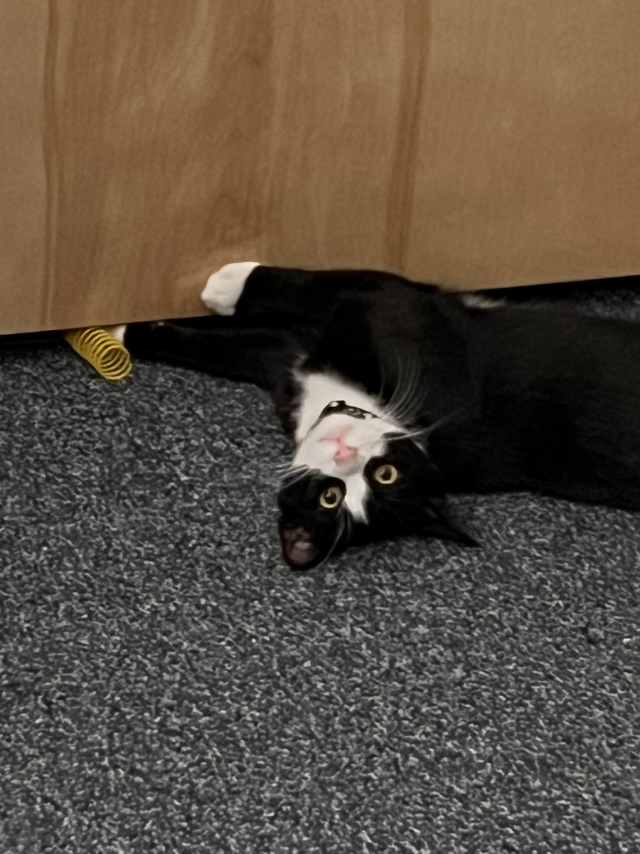 caseymorgss's tweet photo. say hi to dorm kitty https://t.co/v03P9n8yPX