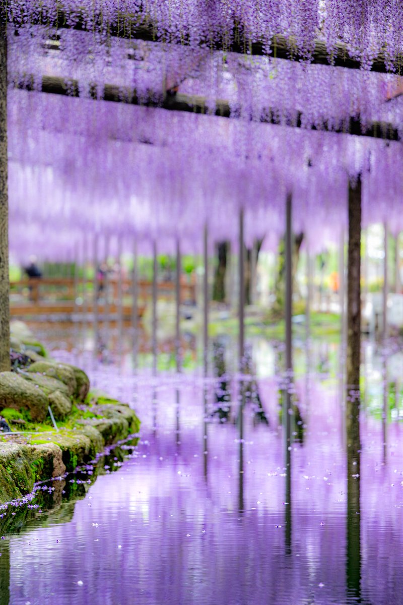 rin9_383's tweet photo. 藤色に染まる

#写真 
#ファインダー越しの私の世界 
#写真撮ってる人と繋がりたい https://t.co/rTLRiYu9vh