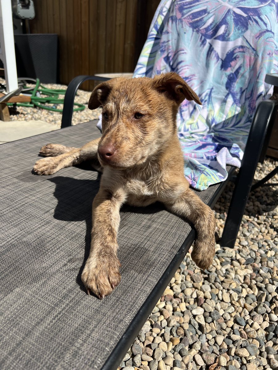 ChrisGetzlaf's tweet photo. Cinnamon now available for adoption with 
CCRezQ

https://t.co/VSBjUKAzrx https://t.co/P0dVnfUTQe