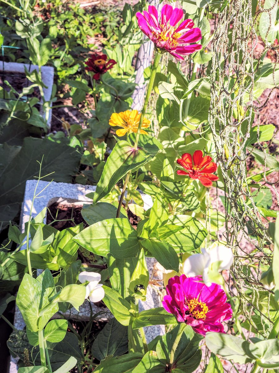 Zinnias!

I want them to self seed and run amuck, covering everything, including the easement, so no one will drive over the pretty flowers and they can stay, even FURTHER AWAY from my house.🖕🏼

Yes. I'm using it as a 'Fuck off' plant. 
🤣🖕🏼😂